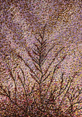 Pink Sunrise on Autumn Tree Tops